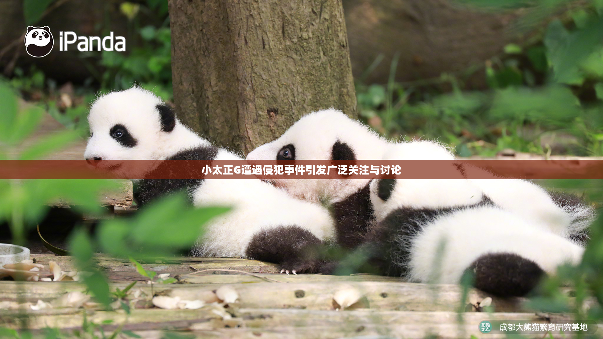 小太正G遭遇侵犯事件引发广泛关注与讨论