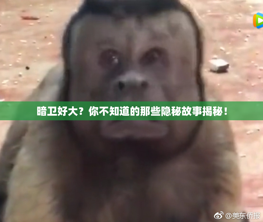 暗卫好大？你不知道的那些隐秘故事揭秘！