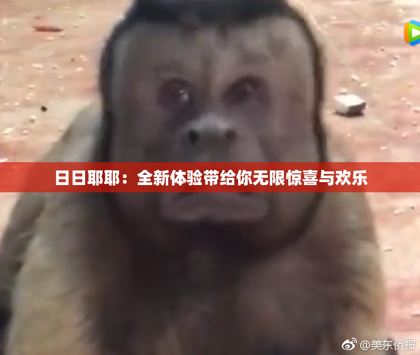 日日耶耶：全新体验带给你无限惊喜与欢乐