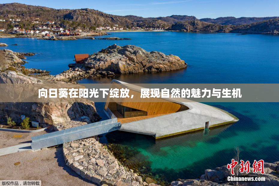 向日葵在阳光下绽放，展现自然的魅力与生机