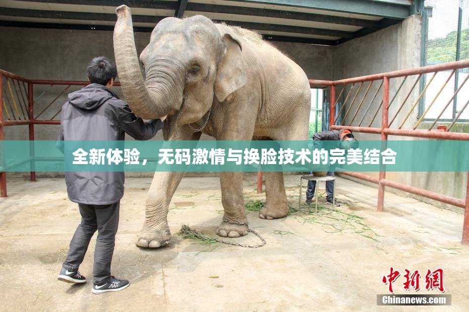 全新体验，无码激情与换脸技术的完美结合