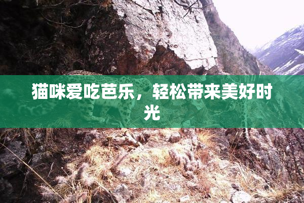 猫咪爱吃芭乐，轻松带来美好时光