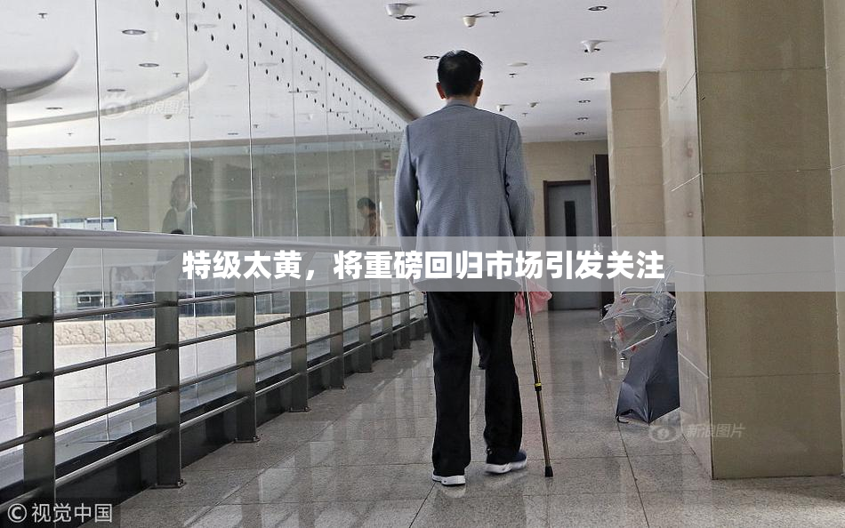 特级太黄，将重磅回归市场引发关注