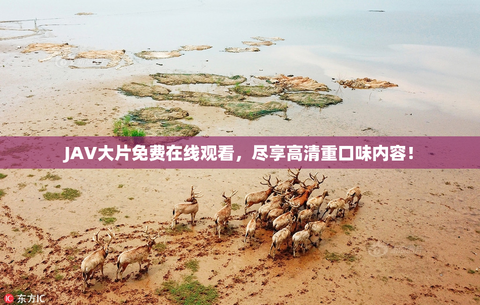 JAV大片免费在线观看，尽享高清重口味内容！