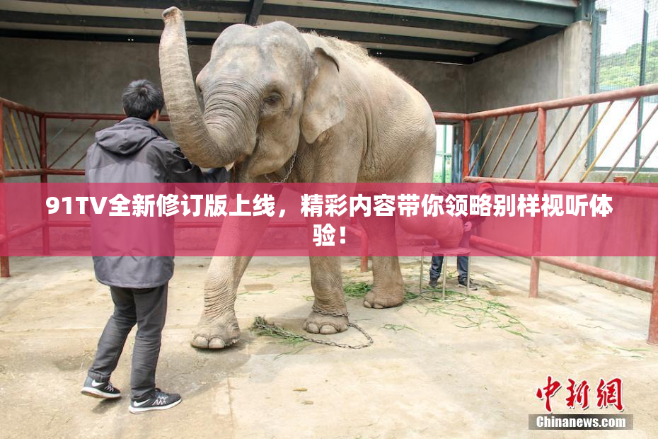 91TV全新修订版上线，精彩内容带你领略别样视听体验！