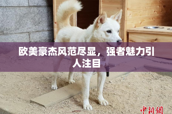 欧美豪杰风范尽显，强者魅力引人注目