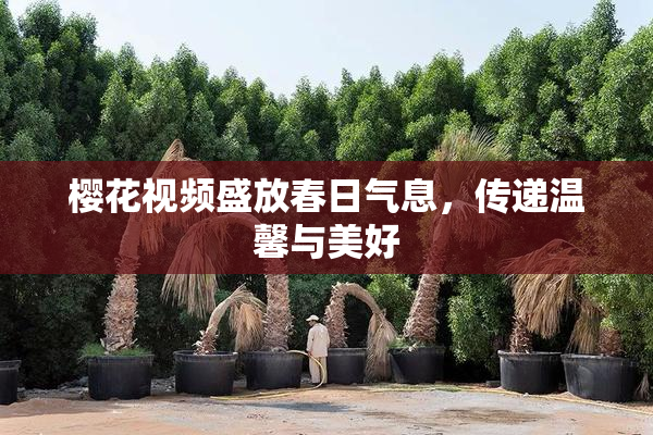 樱花视频盛放春日气息，传递温馨与美好