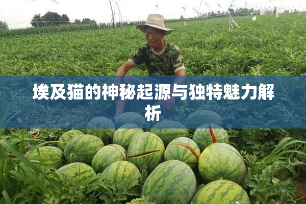 埃及猫的神秘起源与独特魅力解析