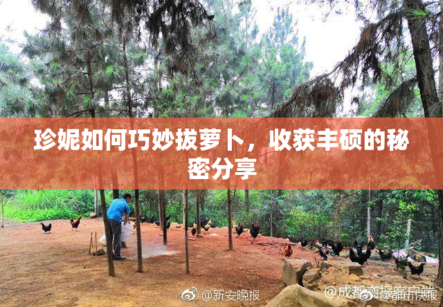 珍妮如何巧妙拔萝卜，收获丰硕的秘密分享
