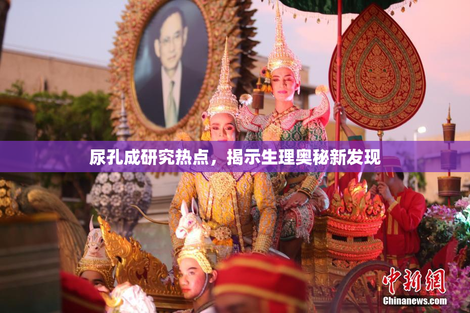 尿孔成研究热点，揭示生理奥秘新发现