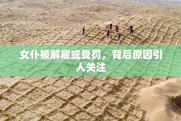 女仆被解雇或受罚，背后原因引人关注