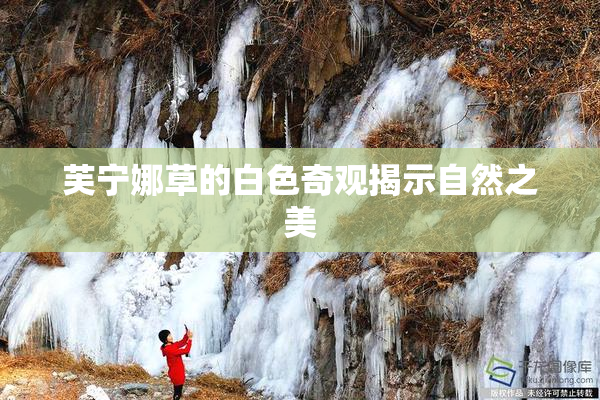 芙宁娜草的白色奇观揭示自然之美