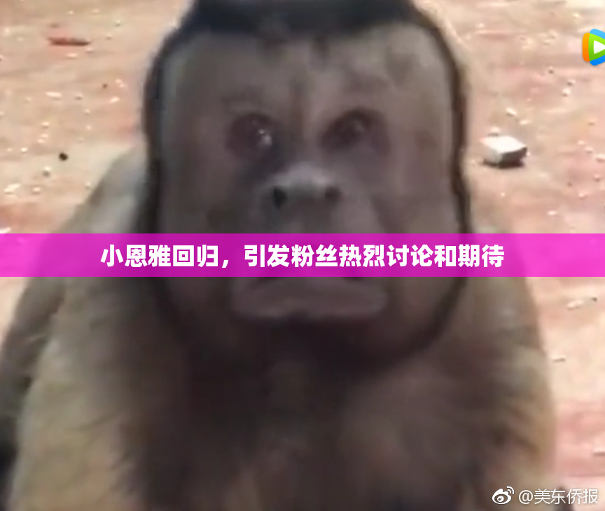 小恩雅回归，引发粉丝热烈讨论和期待