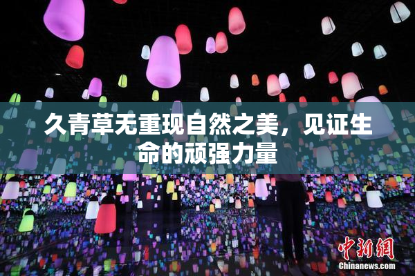 久青草无重现自然之美，见证生命的顽强力量