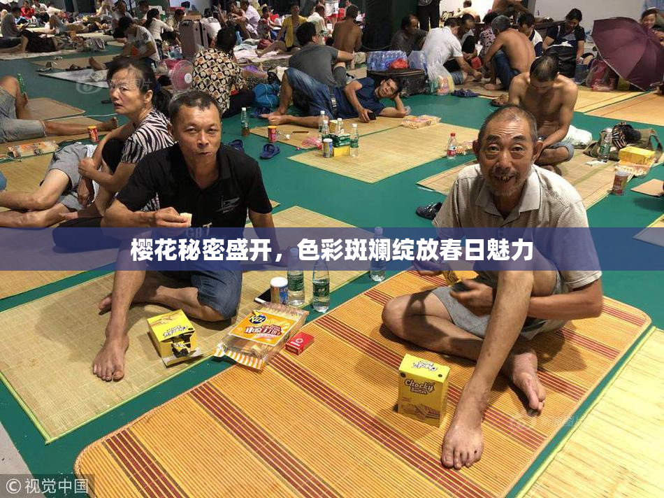 樱花秘密盛开，色彩斑斓绽放春日魅力