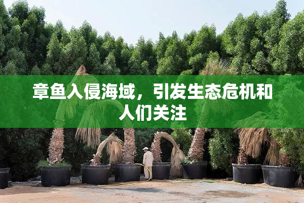 章鱼入侵海域，引发生态危机和人们关注