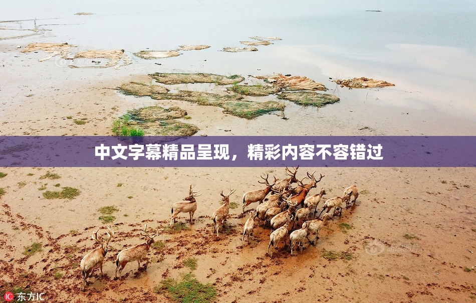 中文字幕精品呈现，精彩内容不容错过