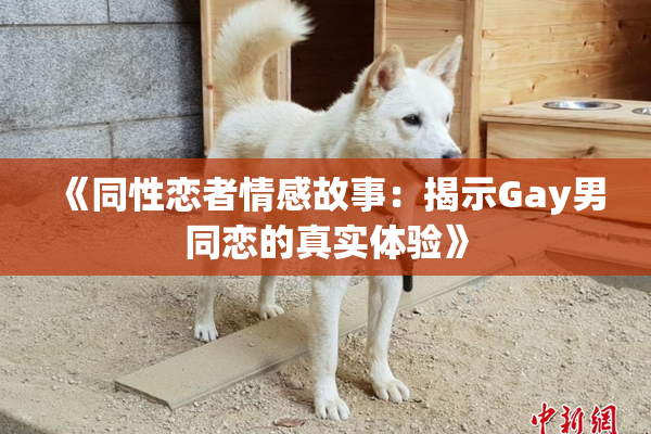 《同性恋者情感故事：揭示Gay男同恋的真实体验》