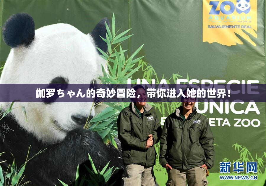 伽罗ちゃん的奇妙冒险，带你进入她的世界！