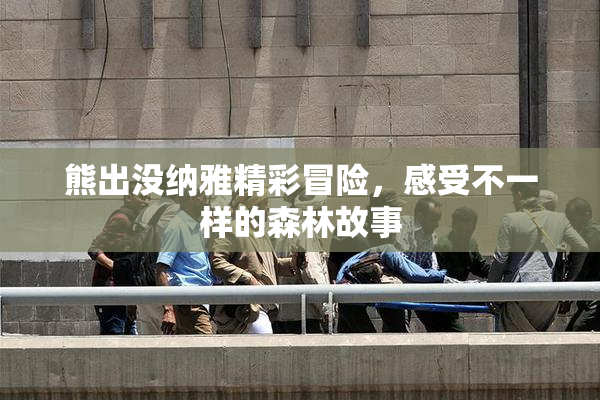 熊出没纳雅精彩冒险，感受不一样的森林故事