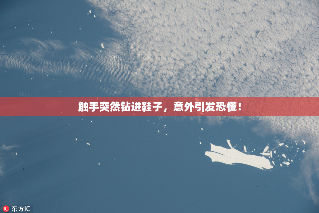 触手突然钻进鞋子，意外引发恐慌！