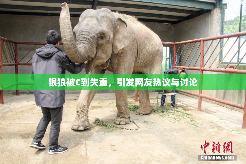 银狼被C到失重，引发网友热议与讨论