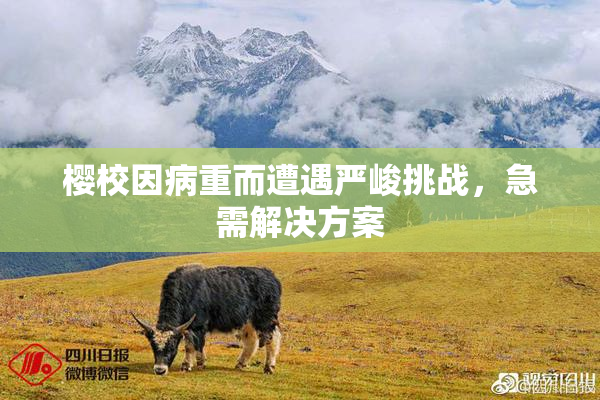 樱校因病重而遭遇严峻挑战，急需解决方案