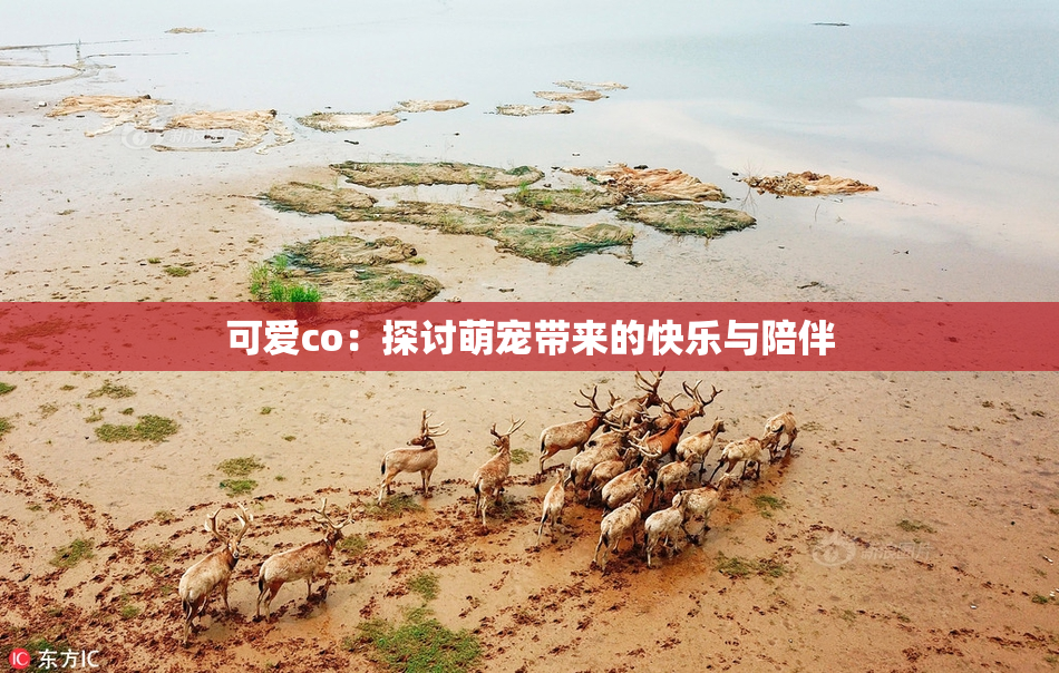 可爱co：探讨萌宠带来的快乐与陪伴