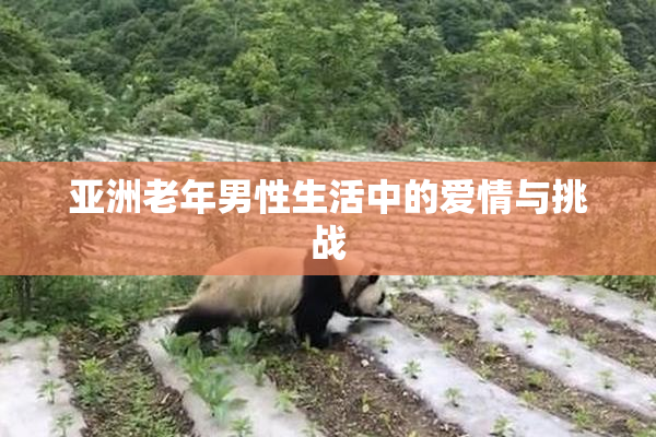 亚洲老年男性生活中的爱情与挑战