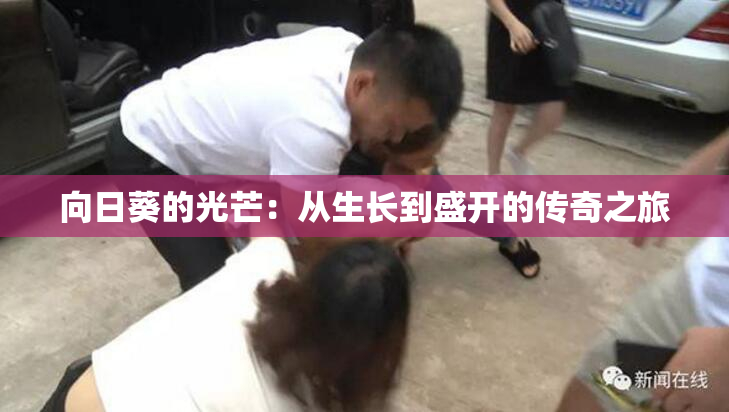 向日葵的光芒：从生长到盛开的传奇之旅