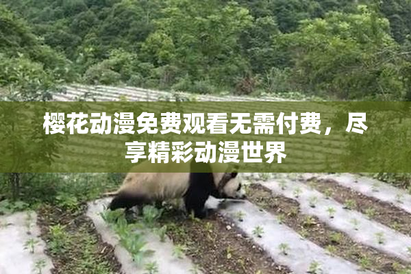 樱花动漫免费观看无需付费，尽享精彩动漫世界
