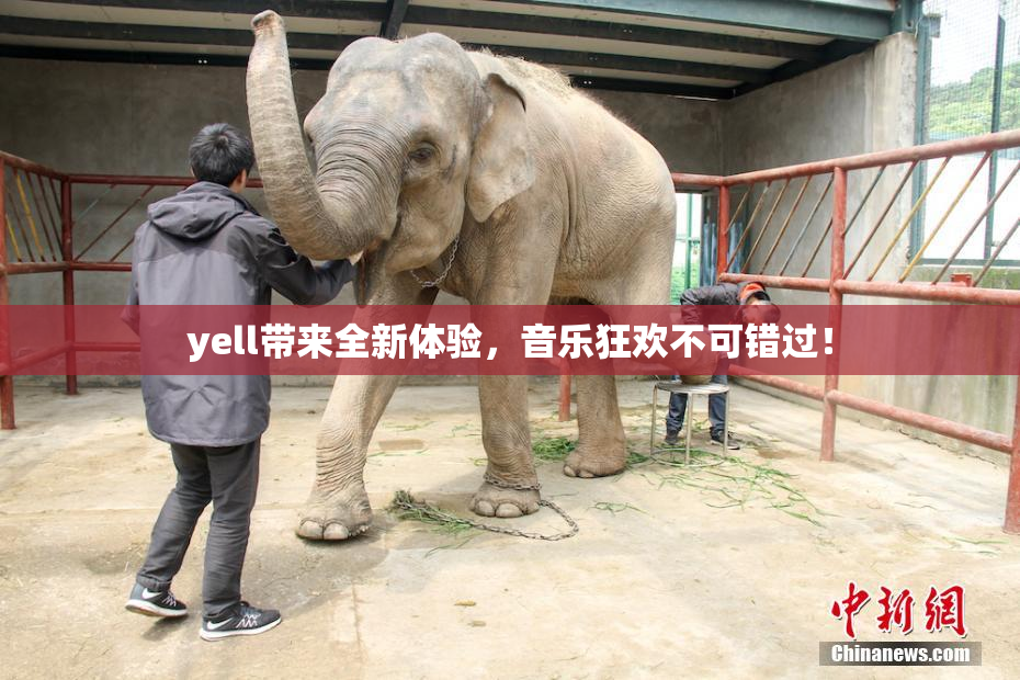 yell带来全新体验，音乐狂欢不可错过！