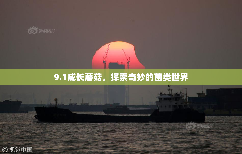 9.1成长蘑菇，探索奇妙的菌类世界