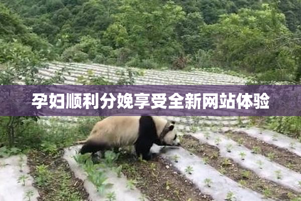 孕妇顺利分娩享受全新网站体验