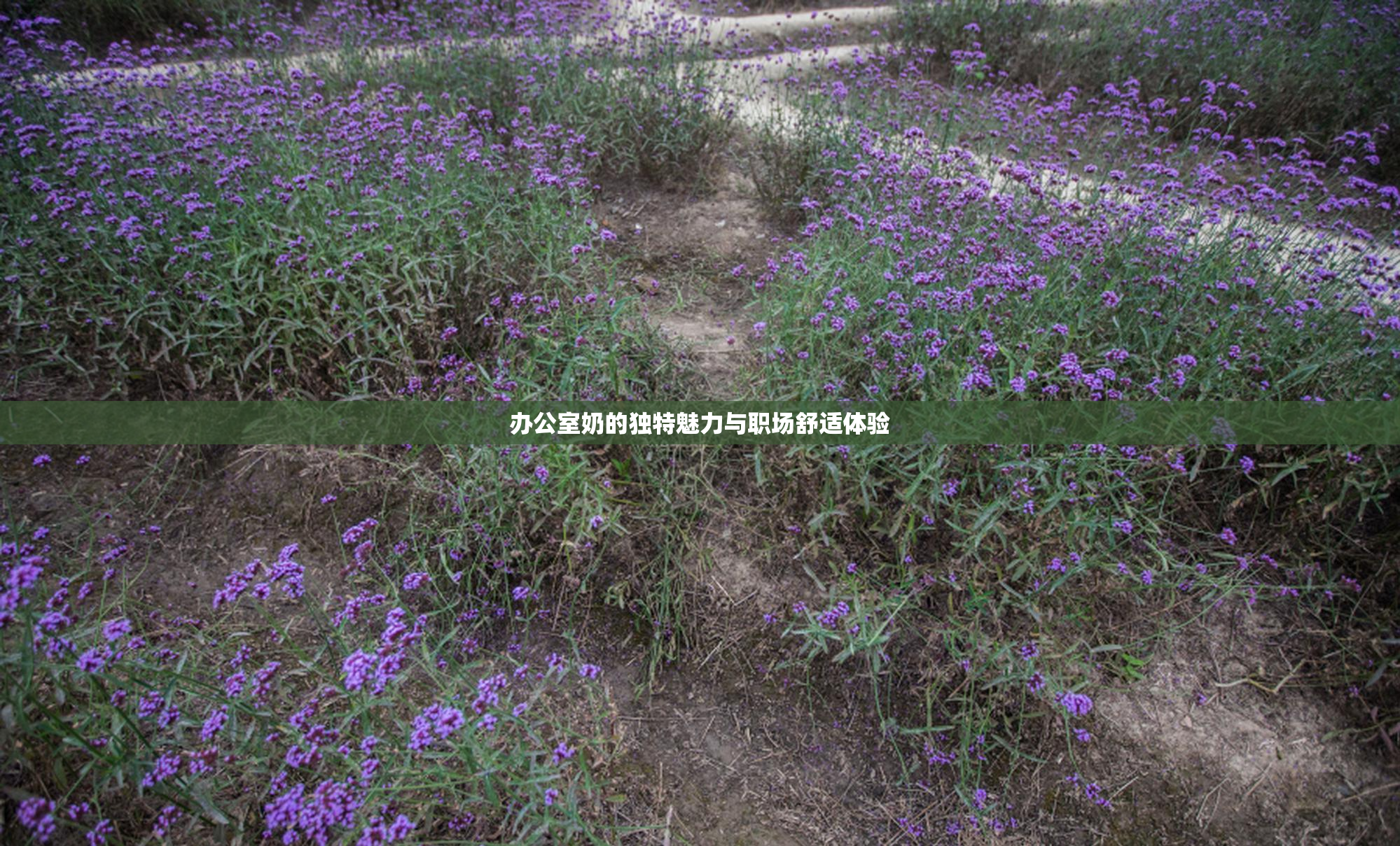 办公室奶的独特魅力与职场舒适体验