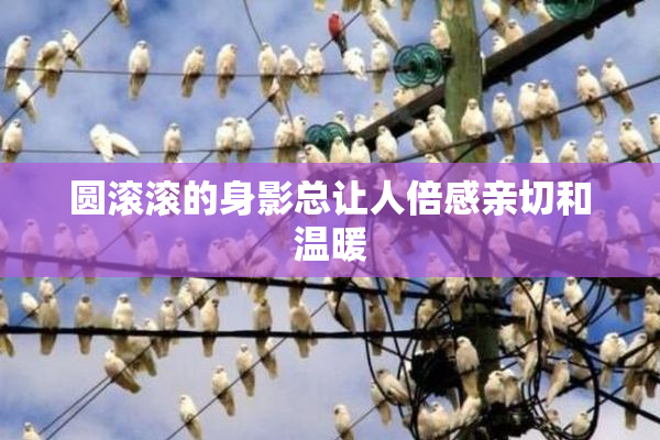 圆滚滚的身影总让人倍感亲切和温暖