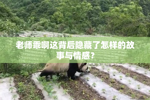 老师乖啊这背后隐藏了怎样的故事与情感？