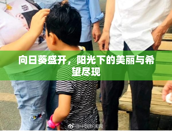 向日葵盛开，阳光下的美丽与希望尽现