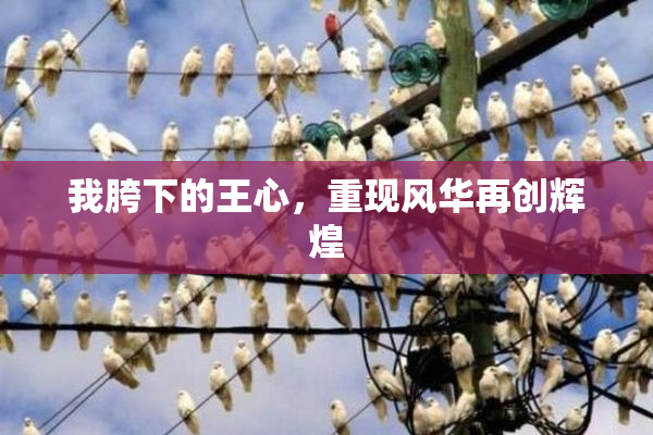 我胯下的王心，重现风华再创辉煌