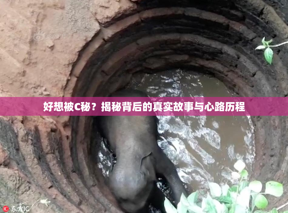 好想被C秘？揭秘背后的真实故事与心路历程