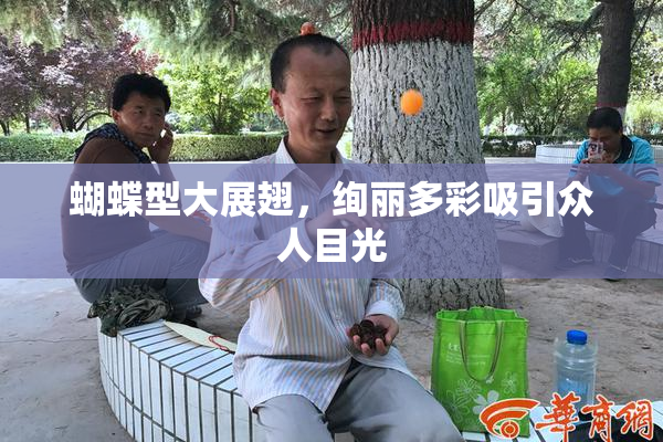 蝴蝶型大展翅，绚丽多彩吸引众人目光
