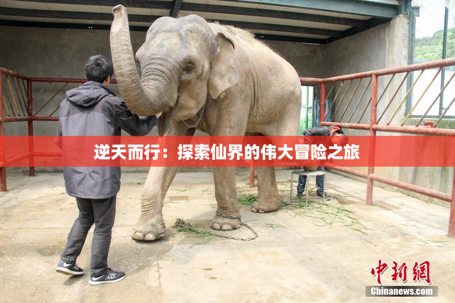 逆天而行：探索仙界的伟大冒险之旅