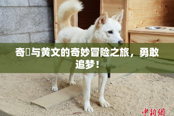 奇犽与黄文的奇妙冒险之旅，勇敢追梦！