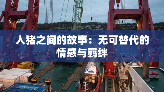 人猪之间的故事：无可替代的情感与羁绊