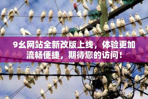 9幺网站全新改版上线，体验更加流畅便捷，期待您的访问！