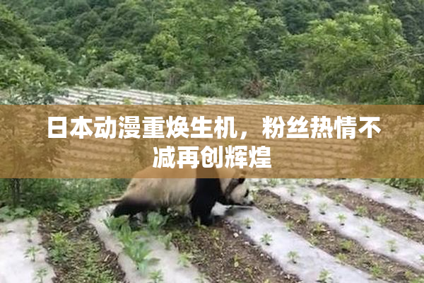 日本动漫重焕生机，粉丝热情不减再创辉煌