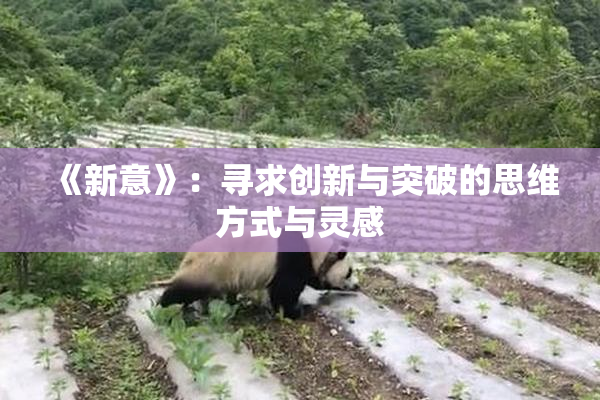 《新意》：寻求创新与突破的思维方式与灵感