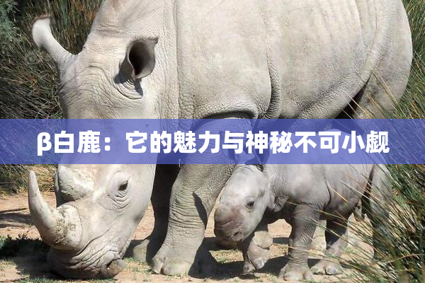 β白鹿：它的魅力与神秘不可小觑