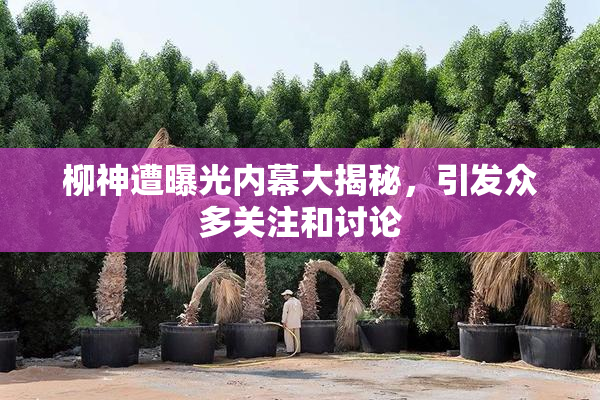 柳神遭曝光内幕大揭秘，引发众多关注和讨论
