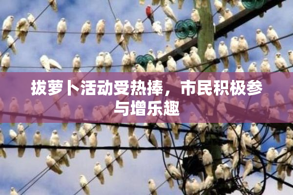拔萝卜活动受热捧，市民积极参与增乐趣